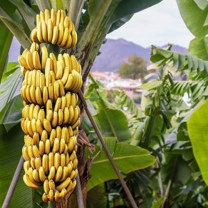 Banana
