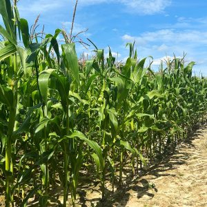 Maize