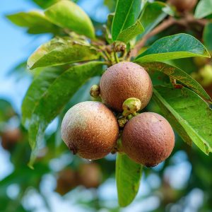 Macadamia