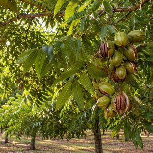 Pecan Nuts